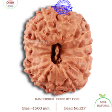 Load image into Gallery viewer, 14 mukhi Indonesian Rudraksha -  Bead No. 217
