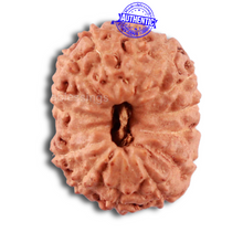 Load image into Gallery viewer, 14 mukhi Indonesian Rudraksha -  Bead No. 217
