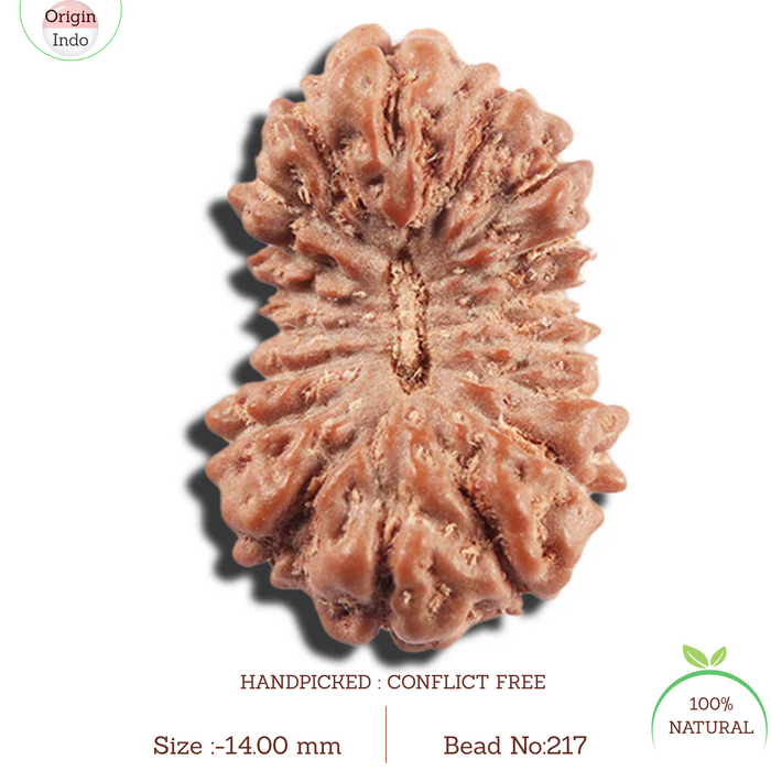 17 Mukhi Rudraksha from Indonesia - Bead No. 217