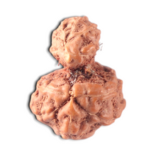 Load image into Gallery viewer, Indonesian Garbh Gauri Rudraksha - Bead No. 21
