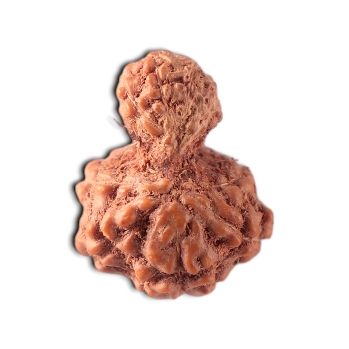 Indonesian Garbh Gauri Rudraksha - Bead No. 21