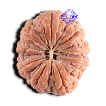 Load image into Gallery viewer, 9 Mukhi Rudraksha from Indonesia - Bead No. 21
