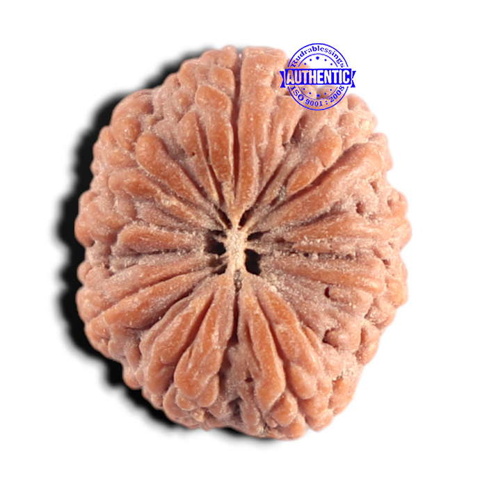 9 Mukhi Rudraksha from Indonesia - Bead No. 21