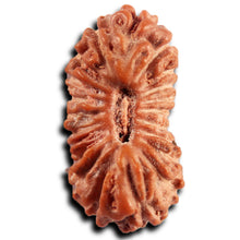 Load image into Gallery viewer, 21 Mukhi Indonesian Rudraksha - Bead No. 135
