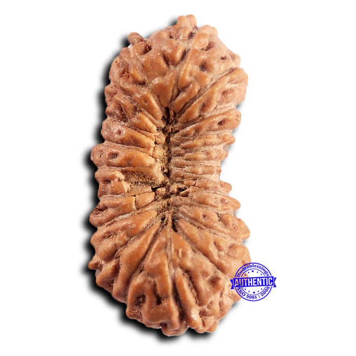 21 Mukhi Indonesian Rudraksha - Bead No. 137