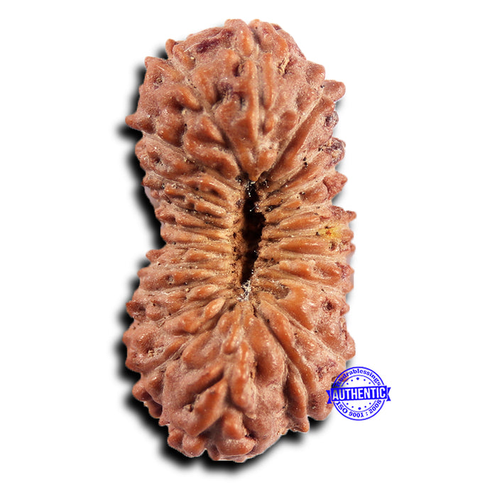 21 Mukhi Indonesian Rudraksha - Bead No. 138