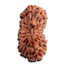Load image into Gallery viewer, 21 Mukhi Indonesian Rudraksha - Bead No. 138
