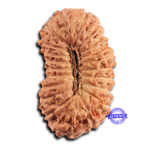 Load image into Gallery viewer, 21 Mukhi Indonesian Rudraksha - Bead No. 139
