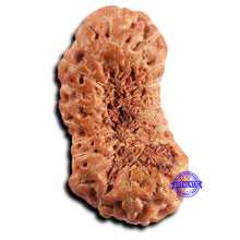 Load image into Gallery viewer, 21 Mukhi Indonesian Rudraksha - Bead No. 141
