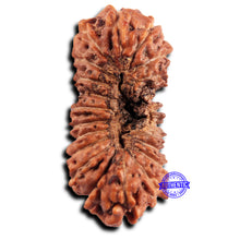 Load image into Gallery viewer, 21 Mukhi Indonesian Rudraksha - Bead No. 143

