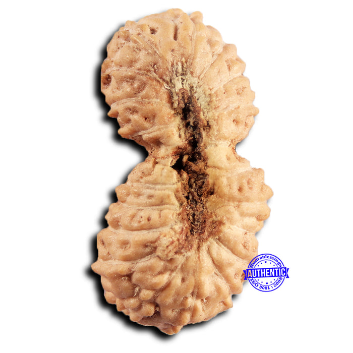 21 Mukhi Indonesian Gaurishankar Rudraksha - Bead No. 144