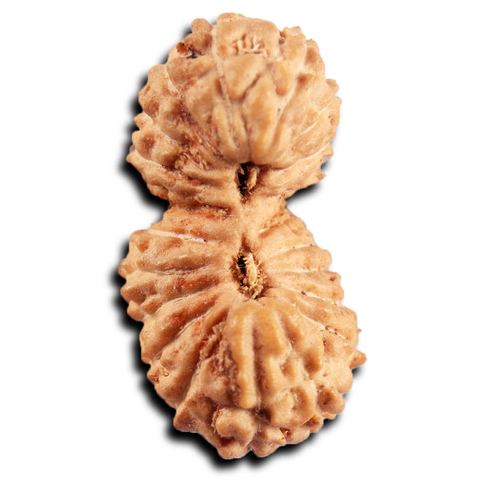 21 Mukhi Indonesian Gaurishankar Rudraksha - Bead No. 144
