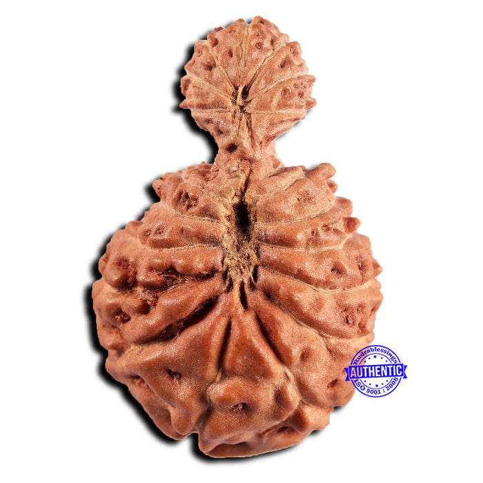 21 Mukhi Indonesian Gaurishankar Rudraksha - Bead No. 148