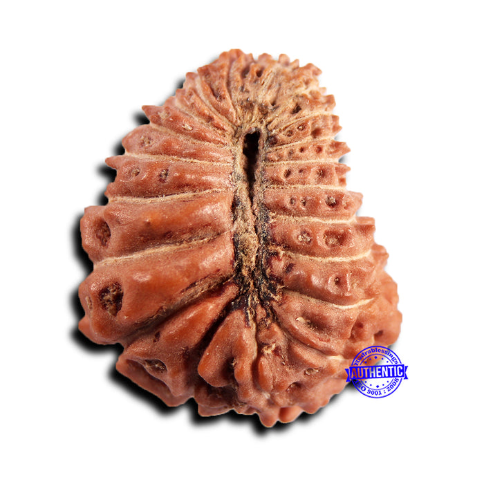 21 Mukhi Indonesian Rudraksha - Bead No. 149