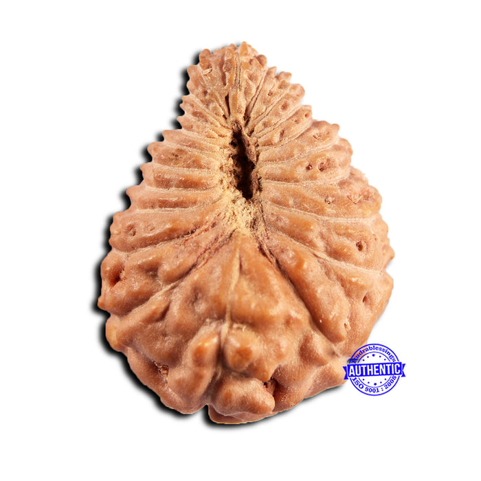 21 Mukhi Indonesian Rudraksha - Bead No. 150