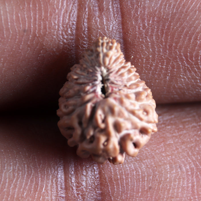 21 Mukhi Indonesian Rudraksha - Bead No. 150