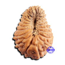 Load image into Gallery viewer, 21 Mukhi Indonesian Rudraksha - Bead No. 151
