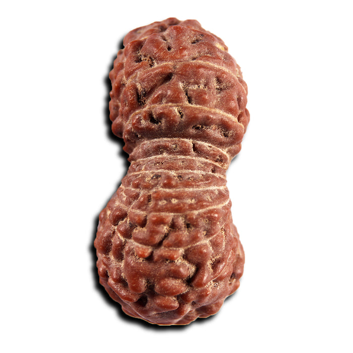 21 Mukhi Indonesian Rudraksha - Bead No. 152