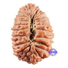 Load image into Gallery viewer, 21 Mukhi Indonesian Rudraksha - Bead No. 154
