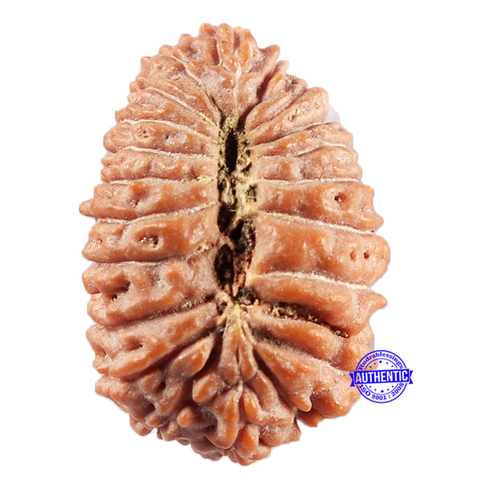 21 Mukhi Indonesian Rudraksha - Bead No. 154