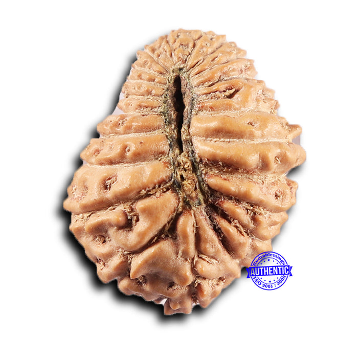 21 Mukhi Indonesian Rudraksha - Bead No. 153