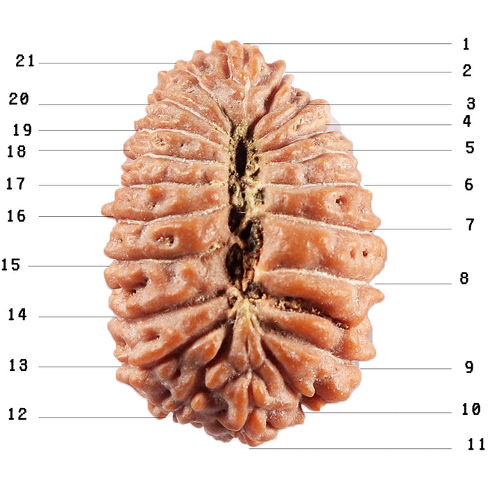 21 Mukhi Indonesian Rudraksha - Bead No. 154