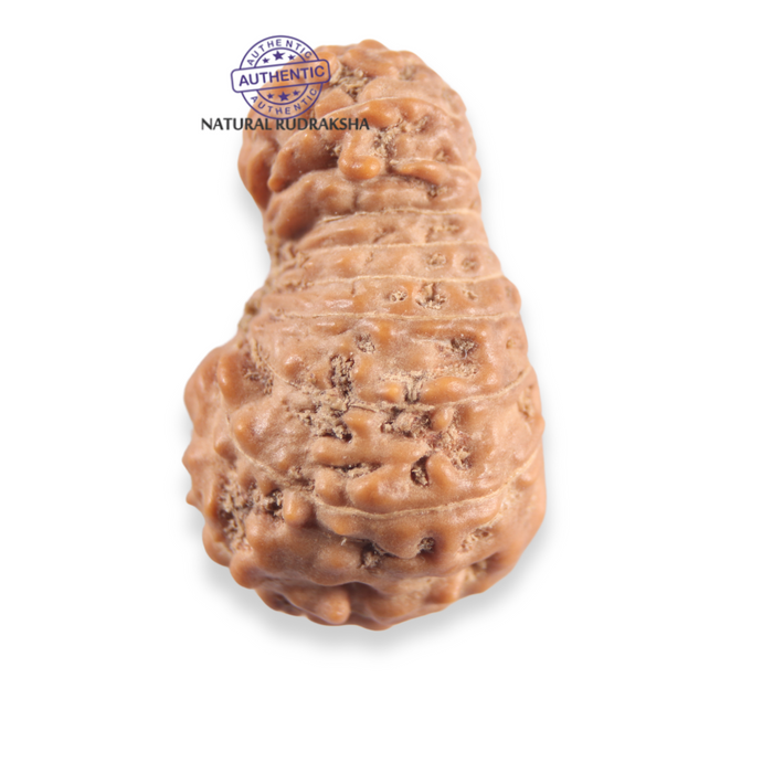 21 Mukhi Indonesian Rudraksha - Bead No. 162
