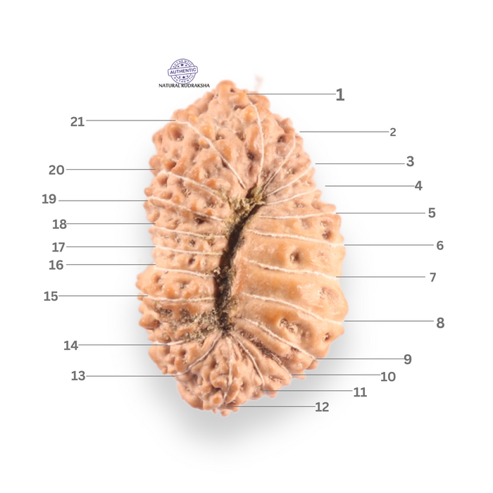 21 Mukhi Indonesian Rudraksha - Bead No. 156
