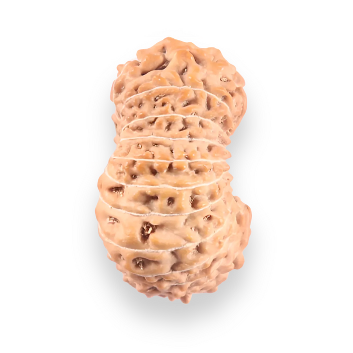 21 Mukhi Indonesian Rudraksha - Bead No. 156