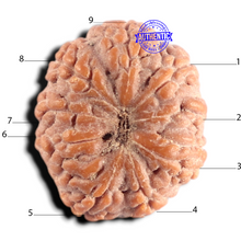 Load image into Gallery viewer, 9 Mukhi Rudraksha from Indonesia - Bead No. 21
