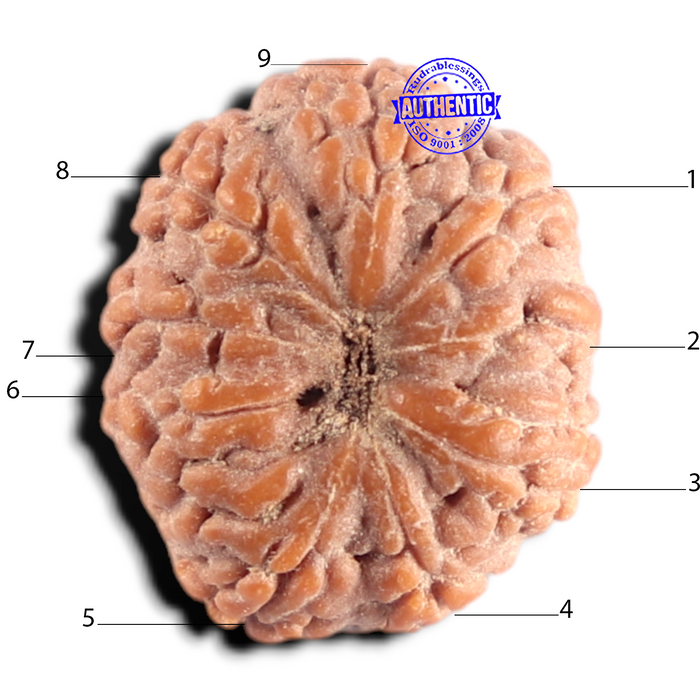 9 Mukhi Rudraksha from Indonesia - Bead No. 21