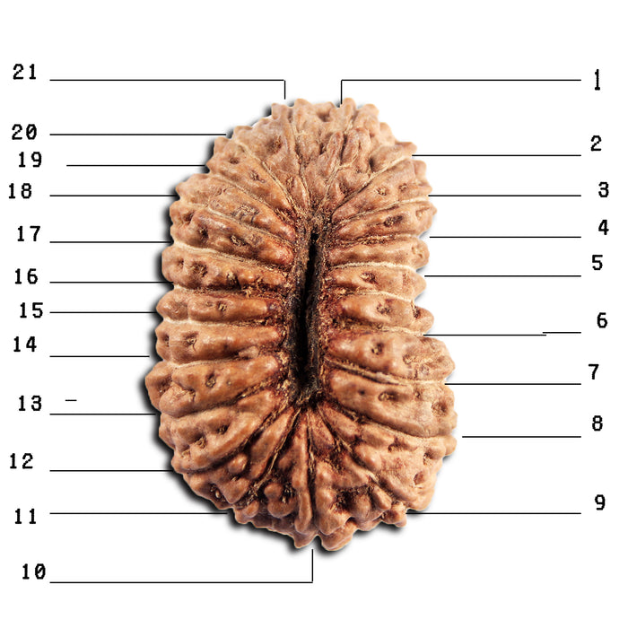 21 Mukhi Indonesian Rudraksha - Bead No. 155