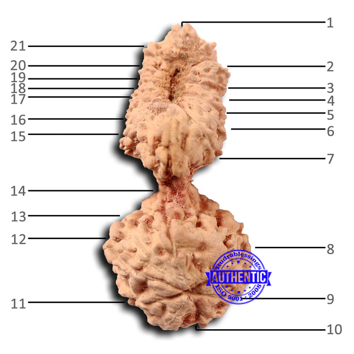 21 Mukhi Indonesian Gaurishankar Rudraksha - Bead No. 133