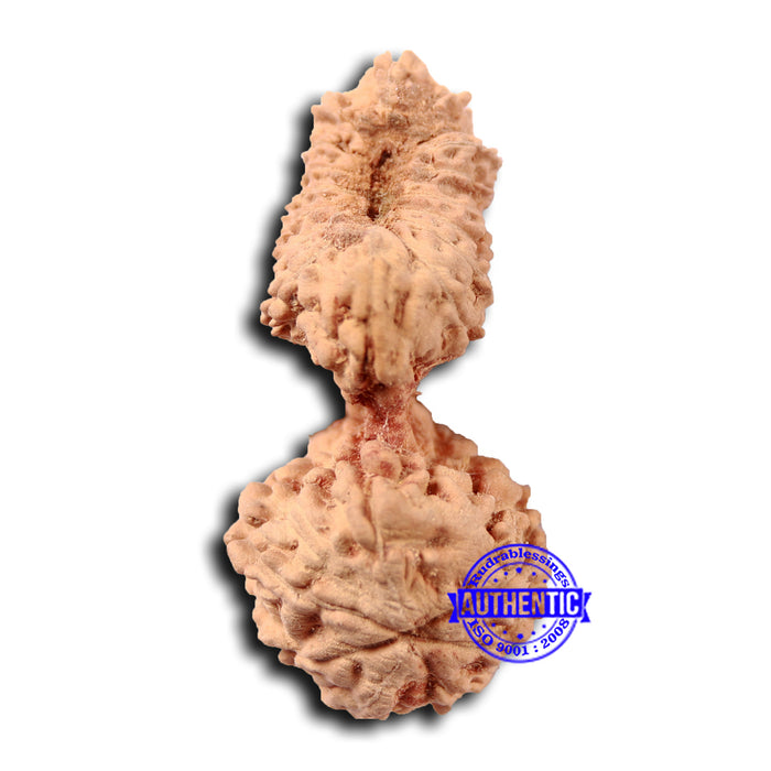 21 Mukhi Indonesian Gaurishankar Rudraksha - Bead No. 133