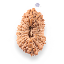 Load image into Gallery viewer, 21 Mukhi Indonesian Rudraksha - Bead No. 156

