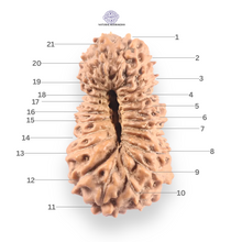 Load image into Gallery viewer, 21 Mukhi Indonesian Rudraksha - Bead No. 157
