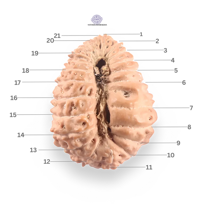 21 Mukhi Indonesian Rudraksha - Bead No. 158