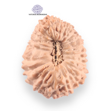 Load image into Gallery viewer, 21 Mukhi Indonesian Rudraksha - Bead No. 158
