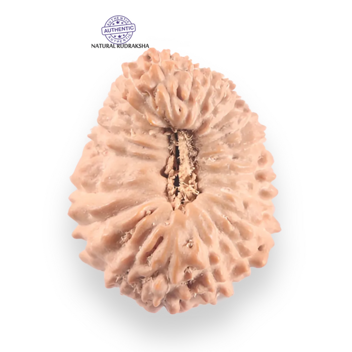 21 Mukhi Indonesian Rudraksha - Bead No. 158