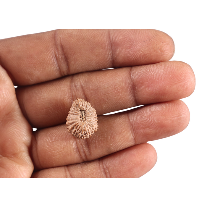 21 Mukhi Indonesian Rudraksha - Bead No. 158