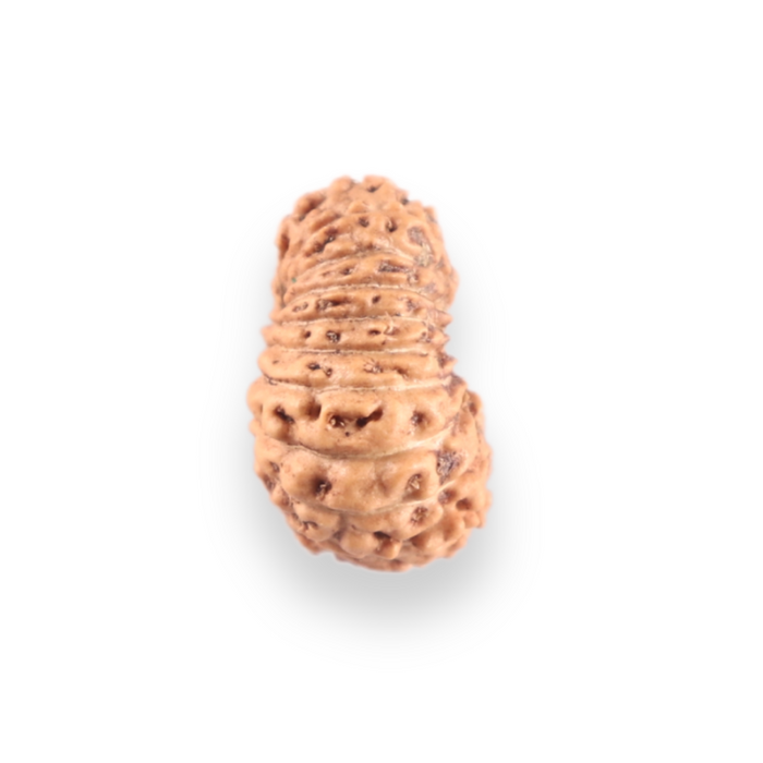 21 Mukhi Indonesian Rudraksha - Bead No. 159
