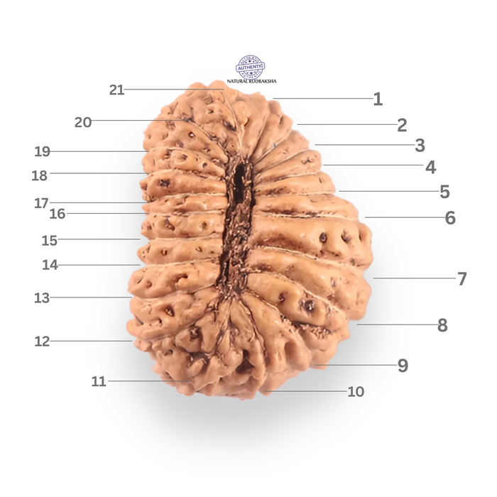 21 Mukhi Indonesian Rudraksha - Bead No. 159