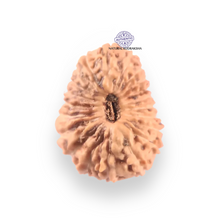 Load image into Gallery viewer, 21 Mukhi Indonesian Rudraksha - Bead No. 159
