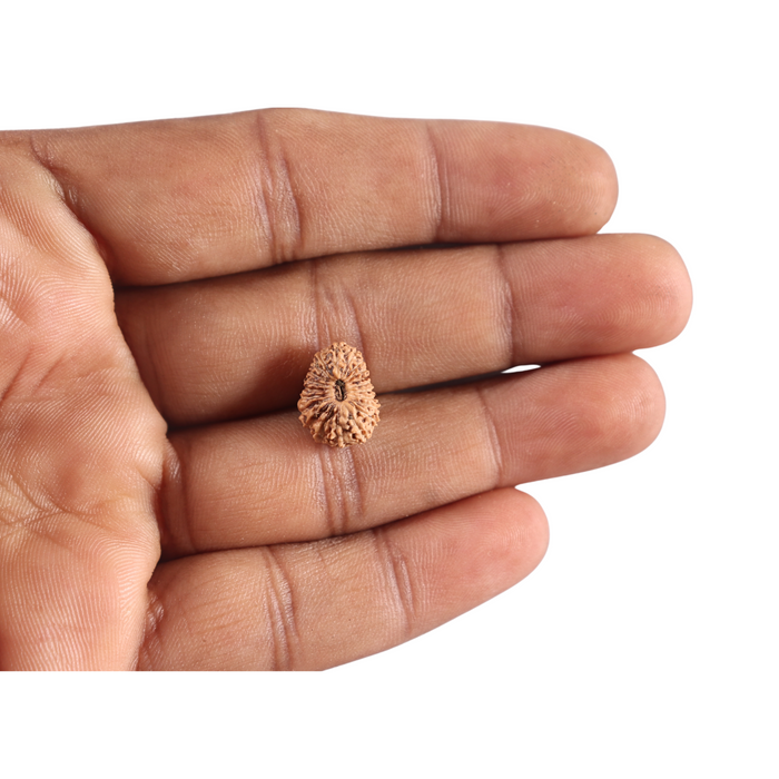 21 Mukhi Indonesian Rudraksha - Bead No. 159