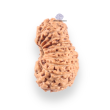 Load image into Gallery viewer, 21 Mukhi Indonesian Rudraksha - Bead No. 159
