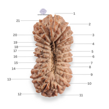 Load image into Gallery viewer, 21 Mukhi Indonesian Rudraksha - Bead No. 161
