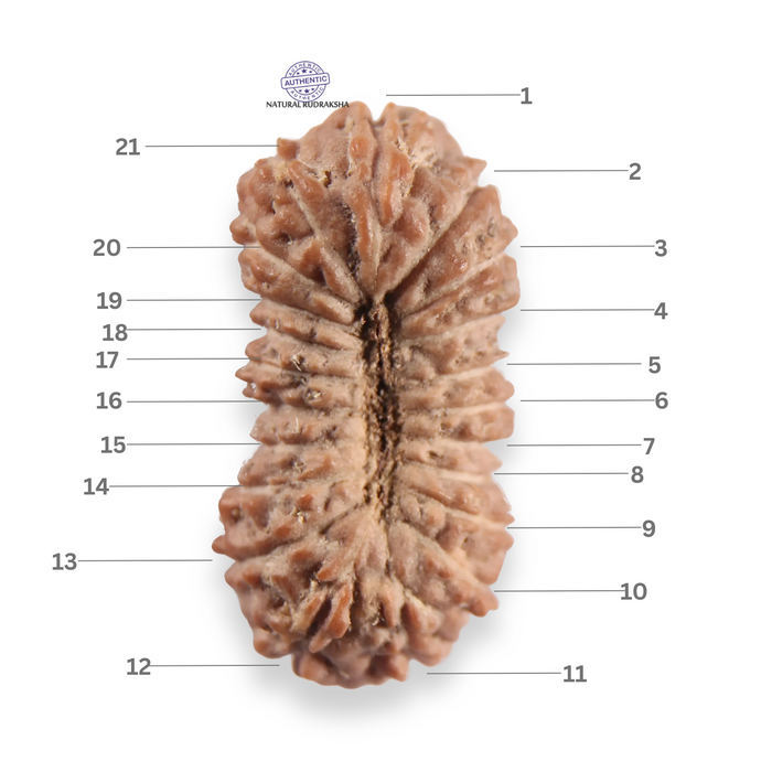 21 Mukhi Indonesian Rudraksha - Bead No. 161