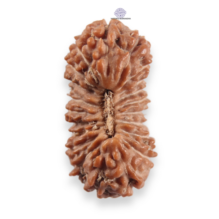 21 Mukhi Indonesian Rudraksha - Bead No. 161