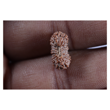 Load image into Gallery viewer, 21 Mukhi Indonesian Rudraksha - Bead No. 161
