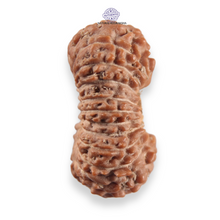 Load image into Gallery viewer, 21 Mukhi Indonesian Rudraksha - Bead No. 161
